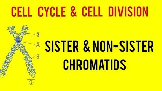 difference between sister amp non sister chromatid  chromatin  chromosome neet 2023 [upl. by Suilmann]