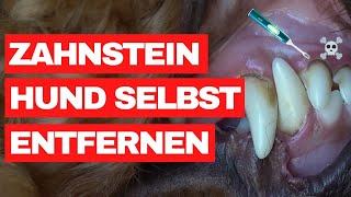 Zahnstein beim Hund selbst entfernen  Unsere Erfahrungen mit der Emmi Pet amp ZahnsteinEntferner [upl. by Etnoved380]