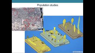 The Ediacaran Period Glimpses of the Earths Earliest Animals [upl. by Ajim]