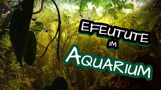 Zimmerpflanzen für das Aquarium 🐟 Die Efeutute im aquaponischen System [upl. by Deegan]