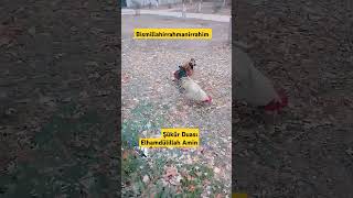 Şükür Duası Elhamdülillah amin trending viralvideo keşfetbeniöneçıkar shortvideo [upl. by Nove]