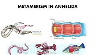 Metamerism in Annelida [upl. by Glynis170]