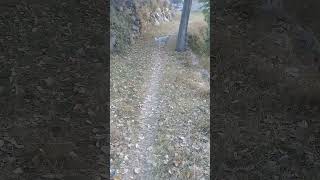 White Stray dog in Autumn  Mountain Village  Nature Buddies uk viralvideo ytshorts viralshorts [upl. by Mathur325]