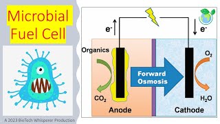 Microbial Fuel Cells Explained in 5 Minutes [upl. by Ainehs5]