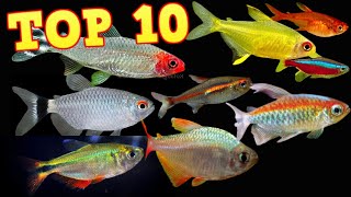 Top 10 Tetras [upl. by Marduk195]