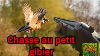 Chasse au petit gibier nombreux tirs et belles émotions [upl. by Sabu]