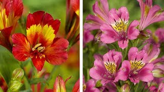 How to Plant Alstroemeria Peruvian Lily Summer Garden Guide [upl. by Elvira]