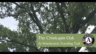 Chinkapin Oak A Closer Look [upl. by Lednahc811]