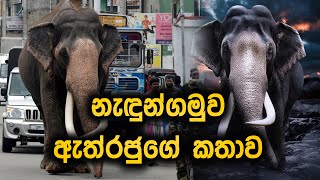 නැදුන්ගමුව ඇත්රාජාගේ කතාව  Nadungamuwa Raja  Nadungamuwa Raja Elephant  hidden Story about Raja [upl. by Kahler]