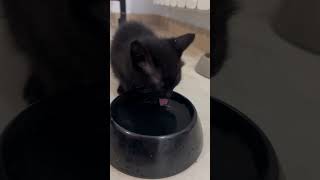 cat catmeowing kitten cuteanimals catschannel funnycats [upl. by Nauqad]