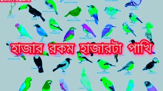 হাজার রকম হাজারটা পাখি 🐦 বাংলা কার্টুন গল্প Pakhi siyal kaker golpo শিয়াল কাকের গল্প [upl. by Alrad]