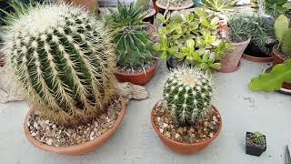 Growth rates of golden barrel cactus [upl. by Faustina418]