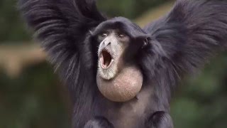 Siamang Symphalangus syndactylus vocal performance and howling and at the Jacksonville Florida Zoo [upl. by Aihsit639]