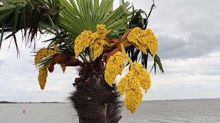 Palmenblüte bei Kälte u Sturm  Neusiedlersee  palm bloom in cold u storm AUSTRIA FILM 072 [upl. by Yrak]