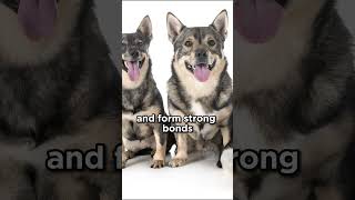 The Swedish Vallhund dogs [upl. by Tebzil]