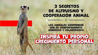 Inspiradoras Lecciones de Autosuperación Descubre el Comportamiento Altruista en el Reino Animal [upl. by Burchett538]