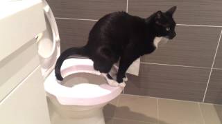 Cat pooping in toilet [upl. by Aramas]