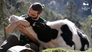 Los terneros también quieren cariño y amor [upl. by Alle496]