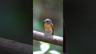 Bluethroated Flycatcher female A flash of brilliance in the Himalayas viralreels viralshorts [upl. by Luemas]