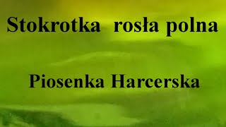 Stokrotka rosła polna  Piosenka Harcerska  na okrągło przez 1 godzinę [upl. by Eugenides]