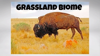 The Grassland Biome [upl. by Alul]