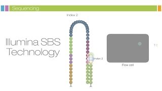 Intro to Sequencing by Synthesis Industryleading Data Quality [upl. by Behn770]