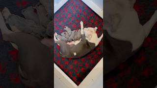 New born blue Staffordshire bull terrier puppies cutepuppies cutepups staffypuppy staffypuppies [upl. by Adlesirc]