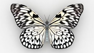 Idea Leuconoe Butterfly [upl. by Adliwa]