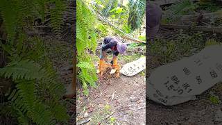 Malaysia palm oil fruit harvesting youtubeshort video viralvideo palm oil work [upl. by Netloc]