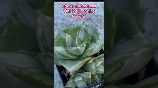 Agave Isthmensis Ohi Raijin Shiro Nakafu  plantidentification gardeningshorts [upl. by Dnarud]