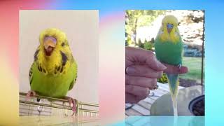 Budgerigars budgies [upl. by Jacinthe632]