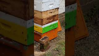 Topping the hives up with some sticky supers beekeeperslife animalhusbandry beesknees beelover [upl. by Ethelind]