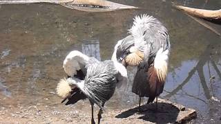 Kraanvogels quotkronekranenquot in Austin Roberts Bird Sanctuary Pretoria ZuidAfrika [upl. by Enenej983]