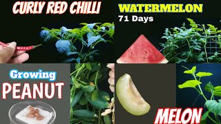 Top 5 Plants Growing Timelapse  324 days in 5 minutes [upl. by Berard]