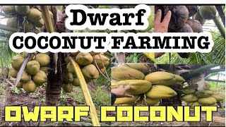 Dwarf Coconut Tree Tacunan Dwarf Coconut Farming [upl. by Aramanta]