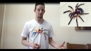 Unboxing Typhochlaena seladonia my rarest spider amp Heteropoda davidbowie [upl. by Wettam877]