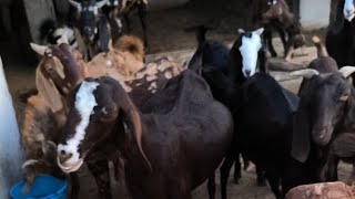 Ckb Goat Farm [upl. by Isiad]