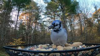 Blue Jay [upl. by Chamberlin306]