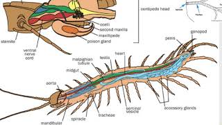 AFF Myriapoda [upl. by Colly865]