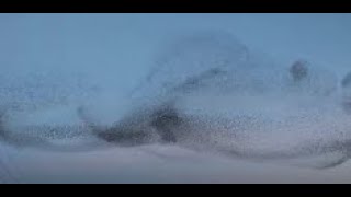 Birds Murmuration In Slowmo  Looks like Natures Fireworks Display [upl. by Ymma407]