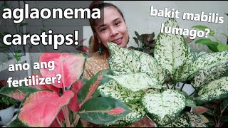 MY AGLAONEMA PLANT COMPLETE CARETIPS  Bakit Nga Ba Mabilis Lumago [upl. by Hannavahs596]