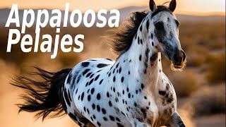 Appaloosa Pelajes Masterclass [upl. by Eatnom]