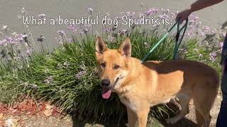 Not much time left to save Spudnik Beautiful shelter dog in need of RESCUE [upl. by Huston]