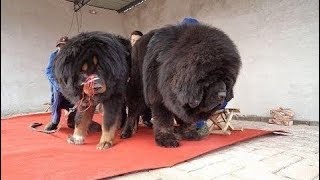 Tibetan Mastiff Absolutely Massive Tibetan [upl. by Burlie]