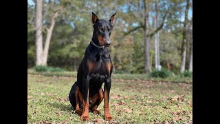 European Doberman Pinscher [upl. by Lawry]