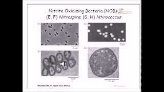 Microorganisms in wastewater treatment [upl. by Ansel]