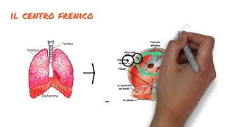 26 Diaframma toracico 1 parte [upl. by Ahsinom]