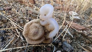 Casper the friendly botryoidal chalcedony [upl. by Gay]