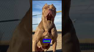 Indias Most Dangerous Dog Breeds Top 4 Banned 🐾❌ shorts dogs [upl. by Okeim734]