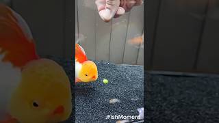 How Does One Kiss a Fish Before the Feast kiss fisheating goldfish goldfishfood [upl. by Attenreb]